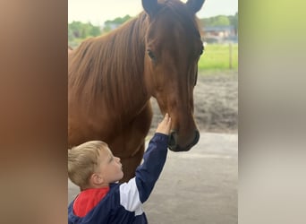 American Paint Horse, Wallach, 5 Jahre, 150 cm, Schecke