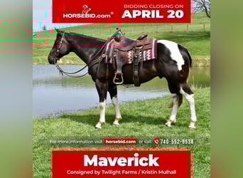 American Paint Horse, Wallach, 5 Jahre, 150 cm, Schecke