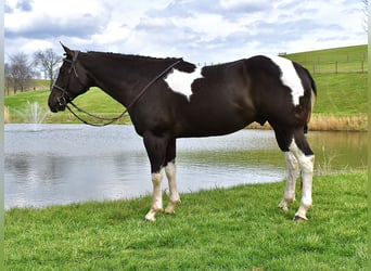American Paint Horse, Wallach, 5 Jahre, 150 cm, Schecke