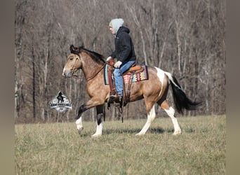 American Paint Horse Mix, Wallach, 5 Jahre, 150 cm, Schecke