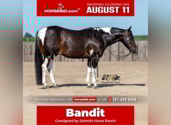 American Paint Horse, Wallach, 5 Jahre, 150 cm, Tobiano-alle-Farben