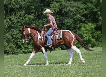American Paint Horse, Wallach, 5 Jahre, 152 cm, Dunkelfuchs