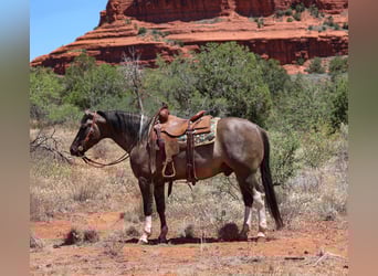 American Paint Horse, Wallach, 5 Jahre, 152 cm, Grullo