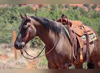 American Paint Horse, Wallach, 5 Jahre, 152 cm, Grullo