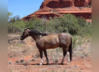 American Paint Horse, Wallach, 5 Jahre, 152 cm, Grullo