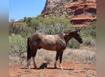 American Paint Horse, Wallach, 5 Jahre, 152 cm, Grullo
