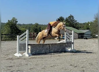 American Paint Horse, Wallach, 5 Jahre, 152 cm, Palomino