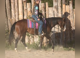 American Paint Horse, Wallach, 5 Jahre, 152 cm, Rotbrauner