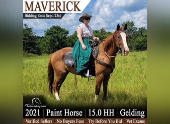 American Paint Horse, Wallach, 5 Jahre, 152 cm, Rotfuchs