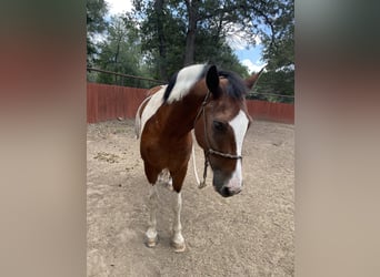 American Paint Horse Mix, Wallach, 5 Jahre, 152 cm, Schecke