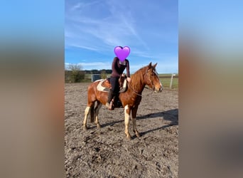 American Paint Horse Mix, Wallach, 5 Jahre, 153 cm, Schecke