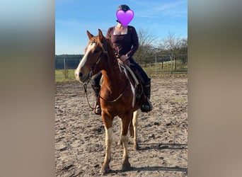 American Paint Horse Mix, Wallach, 5 Jahre, 153 cm, Schecke