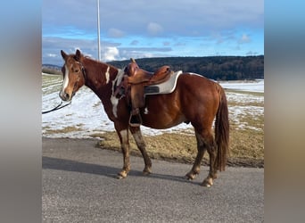 American Paint Horse Mix, Wallach, 5 Jahre, 153 cm, Schecke