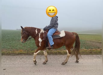 American Paint Horse Mix, Wallach, 5 Jahre, 153 cm, Schecke