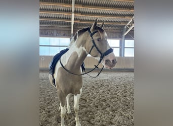 American Paint Horse, Wallach, 5 Jahre, 154 cm, Tobiano-alle-Farben