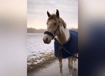 American Paint Horse, Wallach, 5 Jahre, 154 cm, Tobiano-alle-Farben