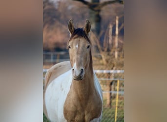American Paint Horse, Wallach, 5 Jahre, 155 cm, Champagne