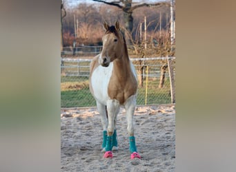 American Paint Horse, Wallach, 5 Jahre, 155 cm