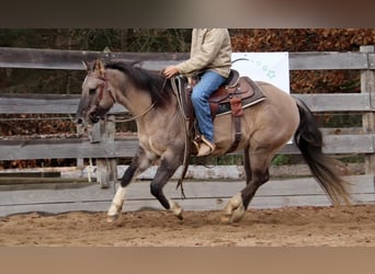 American Paint Horse, Wallach, 5 Jahre, 155 cm, Grullo