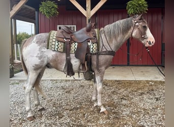 American Paint Horse, Wallach, 5 Jahre, 155 cm, Sabino