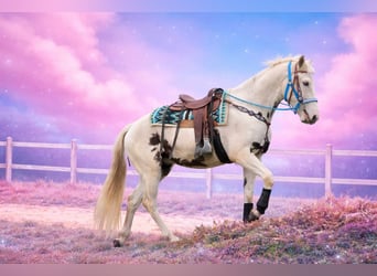 American Paint Horse Mix, Wallach, 5 Jahre, 156 cm, Schecke