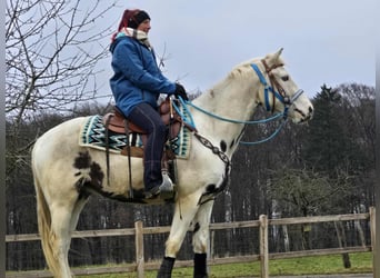 American Paint Horse Mix, Wallach, 5 Jahre, 156 cm, Schecke