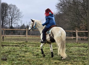 American Paint Horse Mix, Wallach, 5 Jahre, 156 cm, Schecke