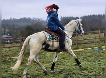 American Paint Horse Mix, Wallach, 5 Jahre, 156 cm, Schecke
