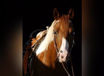 American Paint Horse, Wallach, 5 Jahre, 156 cm, Tobiano-alle-Farben
