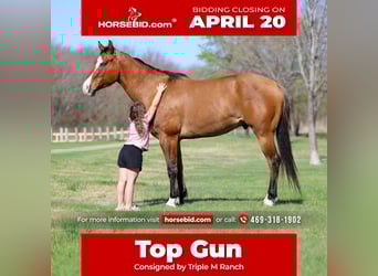 American Paint Horse, Wallach, 5 Jahre, 157 cm, Falbe