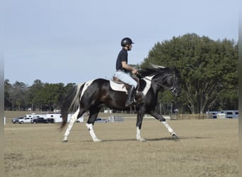 American Paint Horse, Wallach, 5 Jahre, 157 cm, Rappe
