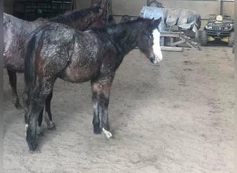 American Paint Horse, Wallach, 5 Jahre, 157 cm, Roan-Bay