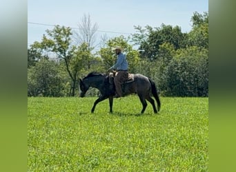 American Paint Horse, Wallach, 5 Jahre, 157 cm, Roan-Bay