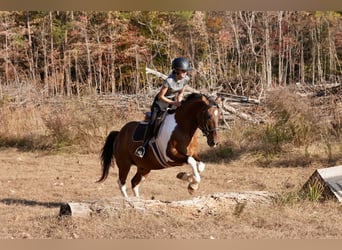 American Paint Horse Mix, Wallach, 5 Jahre, 157 cm, Schecke