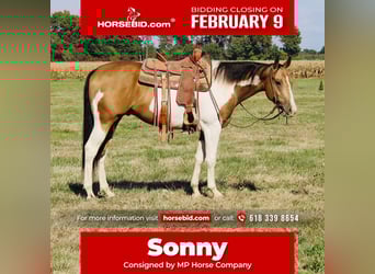 American Paint Horse, Wallach, 5 Jahre, 157 cm, Schecke