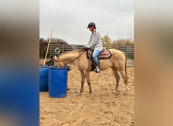 American Paint Horse, Wallach, 5 Jahre, 158 cm, Champagne