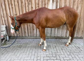 American Paint Horse, Wallach, 5 Jahre, 160 cm, Fuchs