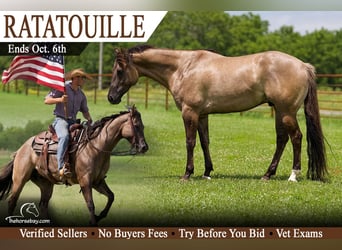 American Paint Horse, Wallach, 5 Jahre, 160 cm, Grullo
