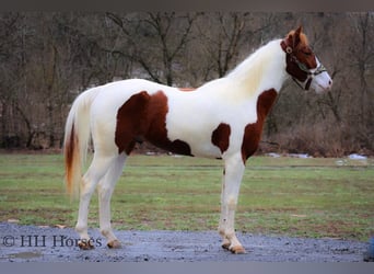 American Paint Horse, Wallach, 5 Jahre, 163 cm, Tobiano-alle-Farben