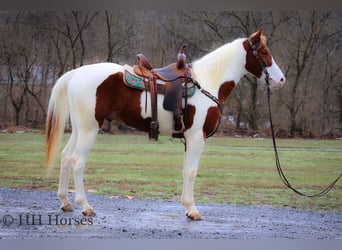 American Paint Horse, Wallach, 5 Jahre, 163 cm, Tobiano-alle-Farben