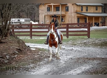 American Paint Horse, Wallach, 5 Jahre, 163 cm, Tobiano-alle-Farben