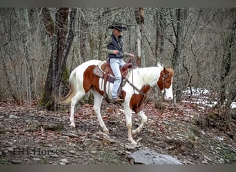 American Paint Horse, Wallach, 5 Jahre, 163 cm, Tobiano-alle-Farben