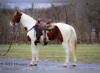 American Paint Horse, Wallach, 5 Jahre, 163 cm, Tobiano-alle-Farben