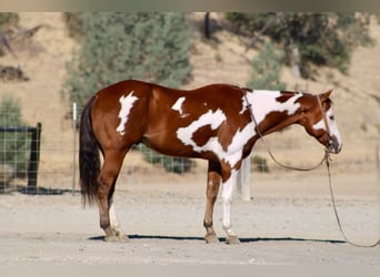 American Paint Horse, Wallach, 5 Jahre, Overo-alle-Farben