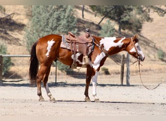 American Paint Horse, Wallach, 5 Jahre, Overo-alle-Farben