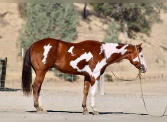 American Paint Horse, Wallach, 5 Jahre, Overo-alle-Farben