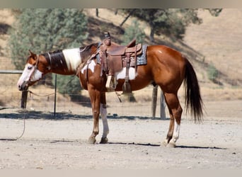 American Paint Horse, Wallach, 5 Jahre, Overo-alle-Farben