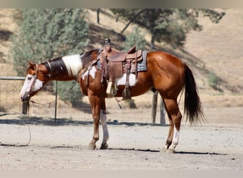 American Paint Horse, Wallach, 5 Jahre, Overo-alle-Farben