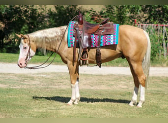 American Paint Horse, Wallach, 5 Jahre, Overo-alle-Farben