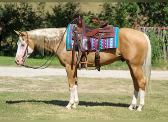 American Paint Horse, Wallach, 5 Jahre, Overo-alle-Farben
